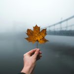 Wrocław w jesiennej mgle: trasa spacerowa nad Odrą – zbliżenie dłoni trzymającej żółty, jesienny liść klonu na tle zamglonej panoramy mostu nad Odrą.