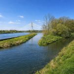 Wiosenna panorama nad ujściem Ślęzy do Odry, z zakolem rzeki, drzewami i polną drogą; w tle białe pylony Mostu Rędzińskiego we Wrocławiu.